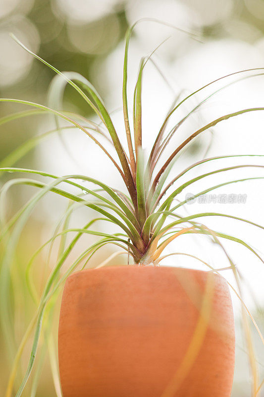 一个大Tillandsia Juncifolia空气植物在一个terricotta花盆户外在南佛罗里达